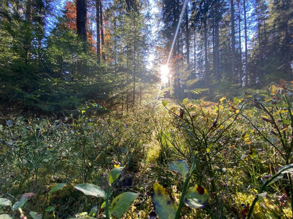 Ferienwohnung Waldblick Wilhelmsdorf Kültér fotó
